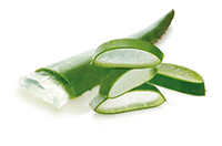 aloe-vera